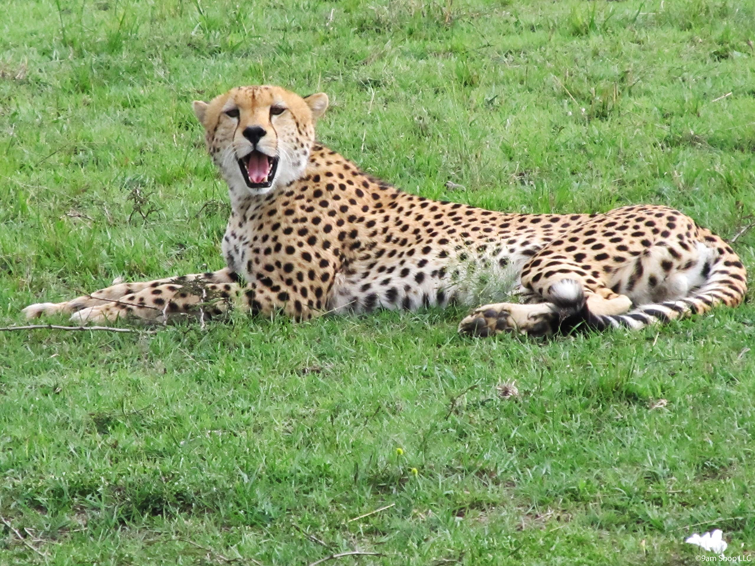 27-1-2-x-19-ec36-1-2-jigsaw-puzzle-1000-cheetah-recommended-for-ages