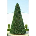 thumbnail image 1 of 27' Giant Pre-Lit Everest Fir Commercial Christmas Tree - Multi LED Lights, 1 of 4