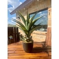 thumbnail image 1 of 27" H Sansevieria Snake Plant - Artificial Agave – Green Color– with Pot – from MOMO Plant, 1 of 6