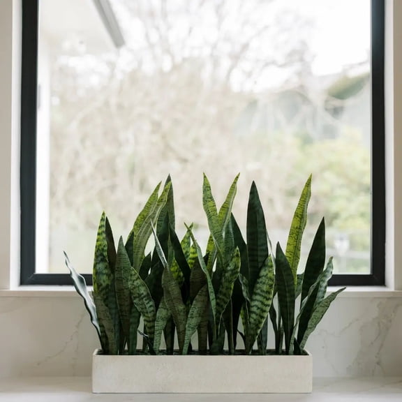 27" Potted Snake Plant