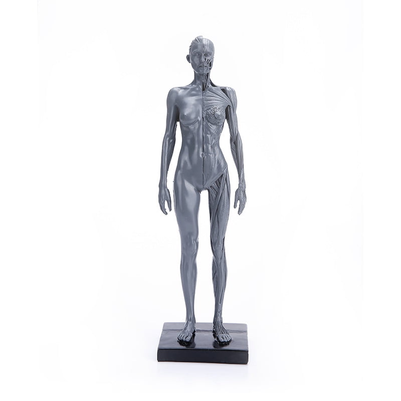 NSKI 30cm Human Anatomy Skull Model - Acupuncture Muscle Bone Sculpture