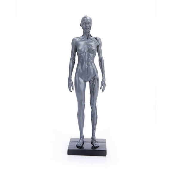 28.5cm Height Human Acupuncture Anatomical Anatomy Skull Blood Sculpture Head Body Model Muscle Bone (Female)
