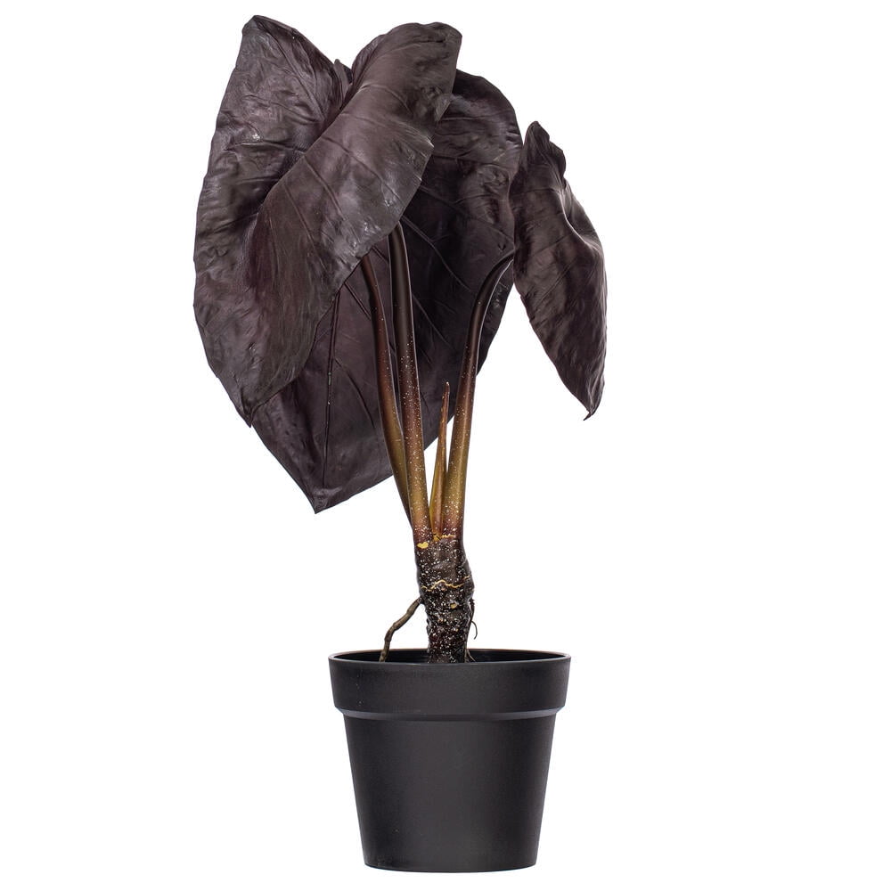 28" Alocasia Black Magic Potted - Walmart.com