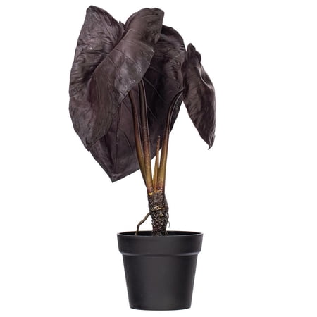 28" Alocasia Black Magic Potted