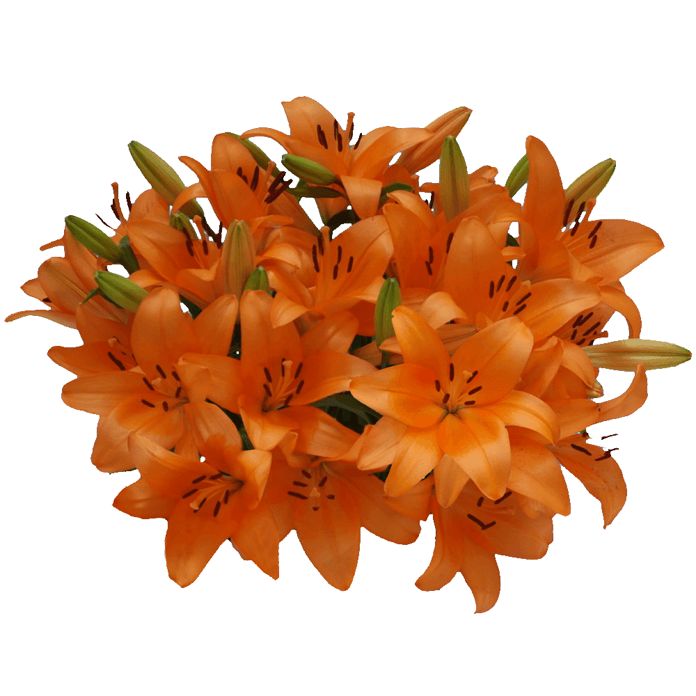 GLOBALROSE 28 Blooms of Orange Color Asiatic Lilies 8 Stems- Beautiful Fresh Cut Flowers- Express Delivery