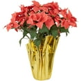 thumbnail image 1 of 28" Dark Pink Artificial Christmas Poinsettia with Gold Wrapped Base, 1 of 7
