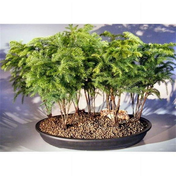 28 x 19 x 17 in. Seven Tree Forest Group Araucaria Heterophila Norfolk Island Pine Bonsai Tree
