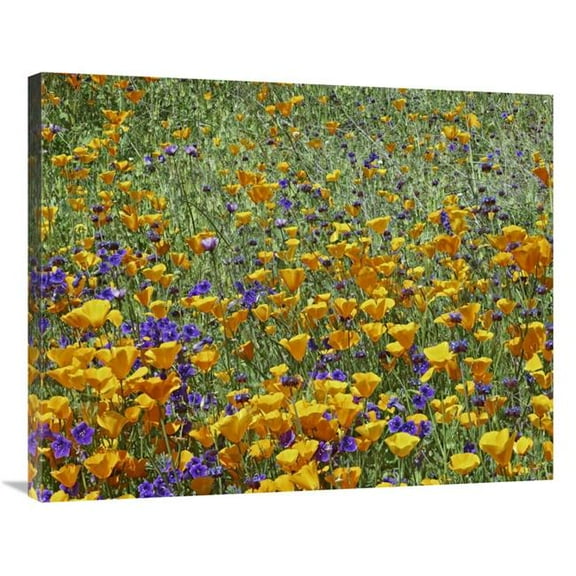 28 x 35 in. California Poppy & Desert Bluebell Flowers, Antelope Valley, California Art Print - Tim Fitzharris