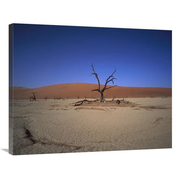 28 x 35 in. Camelthorn Snag on Desert Pan, Namib-Naukluft National Park, Namibia Art Print - Gerry Ellis