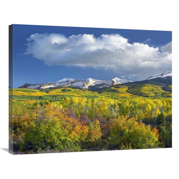 28 x 35 in. East Beckwith Mountain Flanked by Fall Colored Aspen Forests Under Cumulus Clouds, Colorado Art Print - Tim Fitzharris