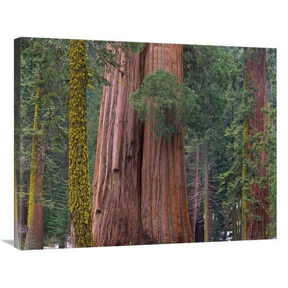 28 x 35 in. Giant Sequoia Trees, California Art Print - Tim Fitzharris