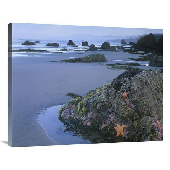 28 x 35 in. Ochre Sea Stars At Low Tide, Miwok Beach, Sonoma, California Art Print - Tim Fitzharris