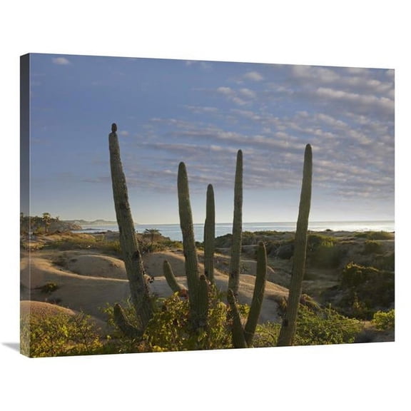 28 x 35 in. Organ Pipe Cactus Overlooking Chelino Bay, Baja California, Mexico Art Print - Tim Fitzharris