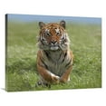 thumbnail image 1 of 28 x 35 in. Siberian Tiger Running, Native to Russia Art Print - Tim Fitzharris, 1 of 1