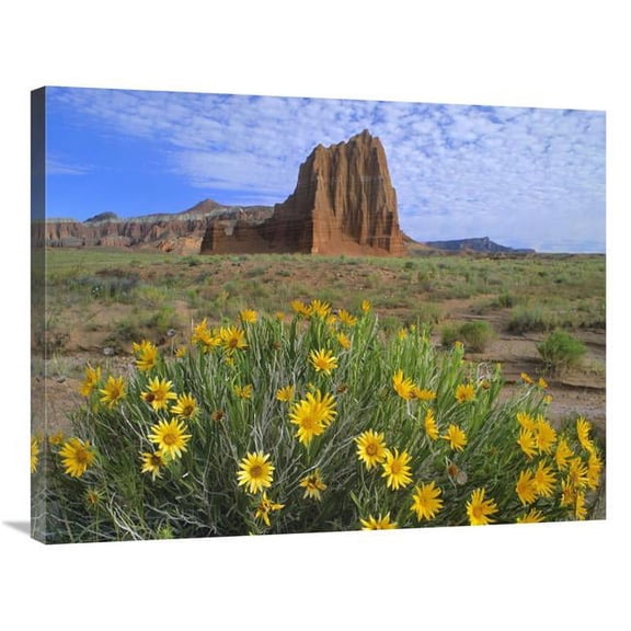 28 x 35 in. Temple of the Sun with Common Sunflowers in the Foreground, Capitol Reef National Park, Utah Art Print - Tim Fitzharris