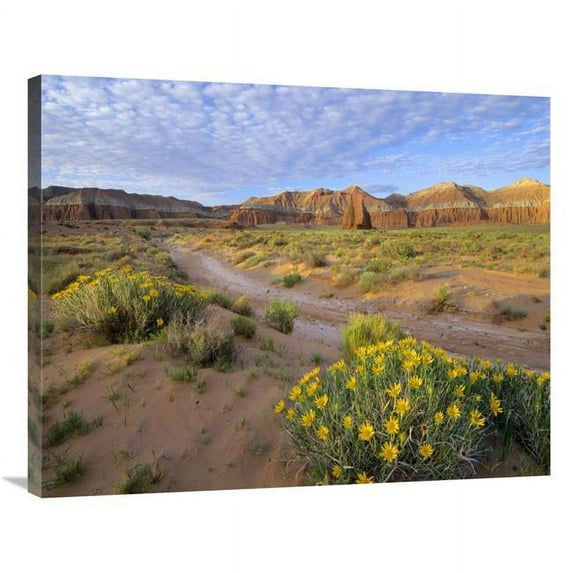 28 x 35 in. Wildflowers Growing Along Dirt Road, Temple of the Moon, Capitol Reef National Park, Utah Art Print - Tim Fitzharris