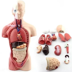 28CM Human Torso Anatomy Model Viscera Heart Brain Skeleton Medical Teach Teaching Model