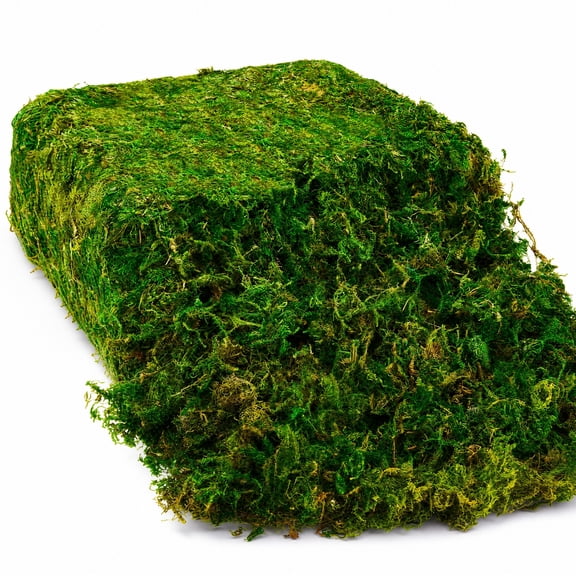 28oz Natural Green Preserved Sheet Moss, Real Dried Moss for Terrariums Wedding Decor DIY Crafts Garden Displays, Preserved Moss for Florals & Miniature Landscapes