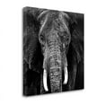 thumbnail image 1 of 29" x 29" Elephant by Photoinc Studio - Print on Canvas Fabric Multi-Color, 1 of 2