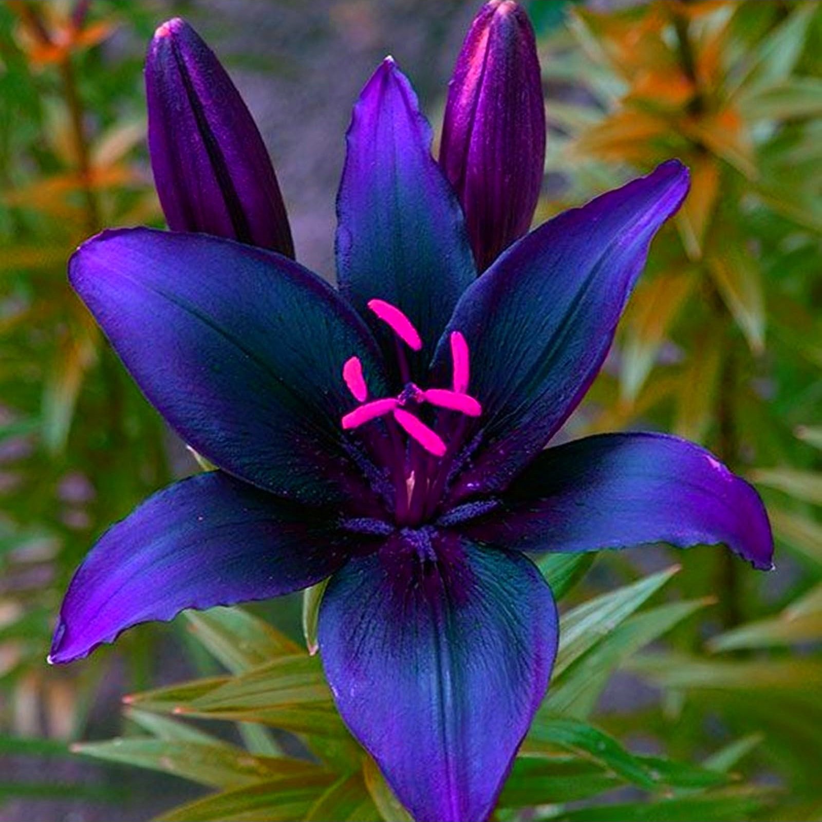 Lily Of The Valley Bulbs Lily Of The Valley Bulbs For Planting Lily Of