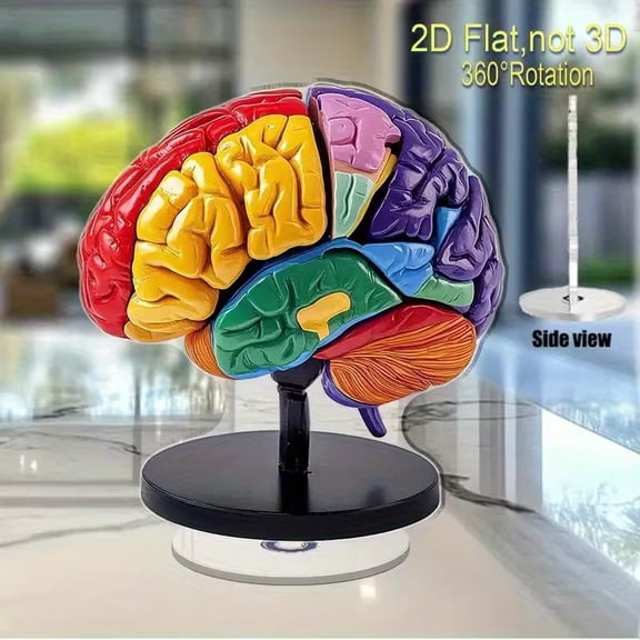 2D Flat Neuroscience Display with 360 Rotating Base  Educational Brain Anatomy Model for Classroom, Office & Home Decor