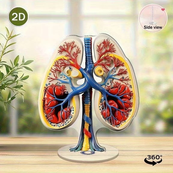 2D Flat Rotating Human Lung & Bronchial Tree Anatomy Model Color-Coded Acrylic Educational Tool for Respiratory System Study