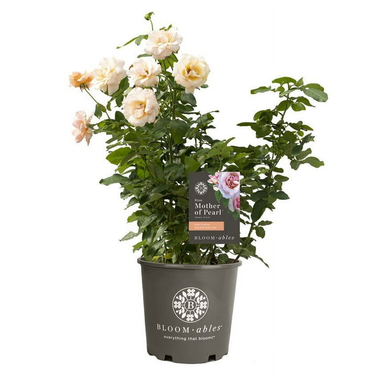 【mama】Dr.sys 2502869C95 | Genuine International® ECU ABS Kelsey Hayes Modulator