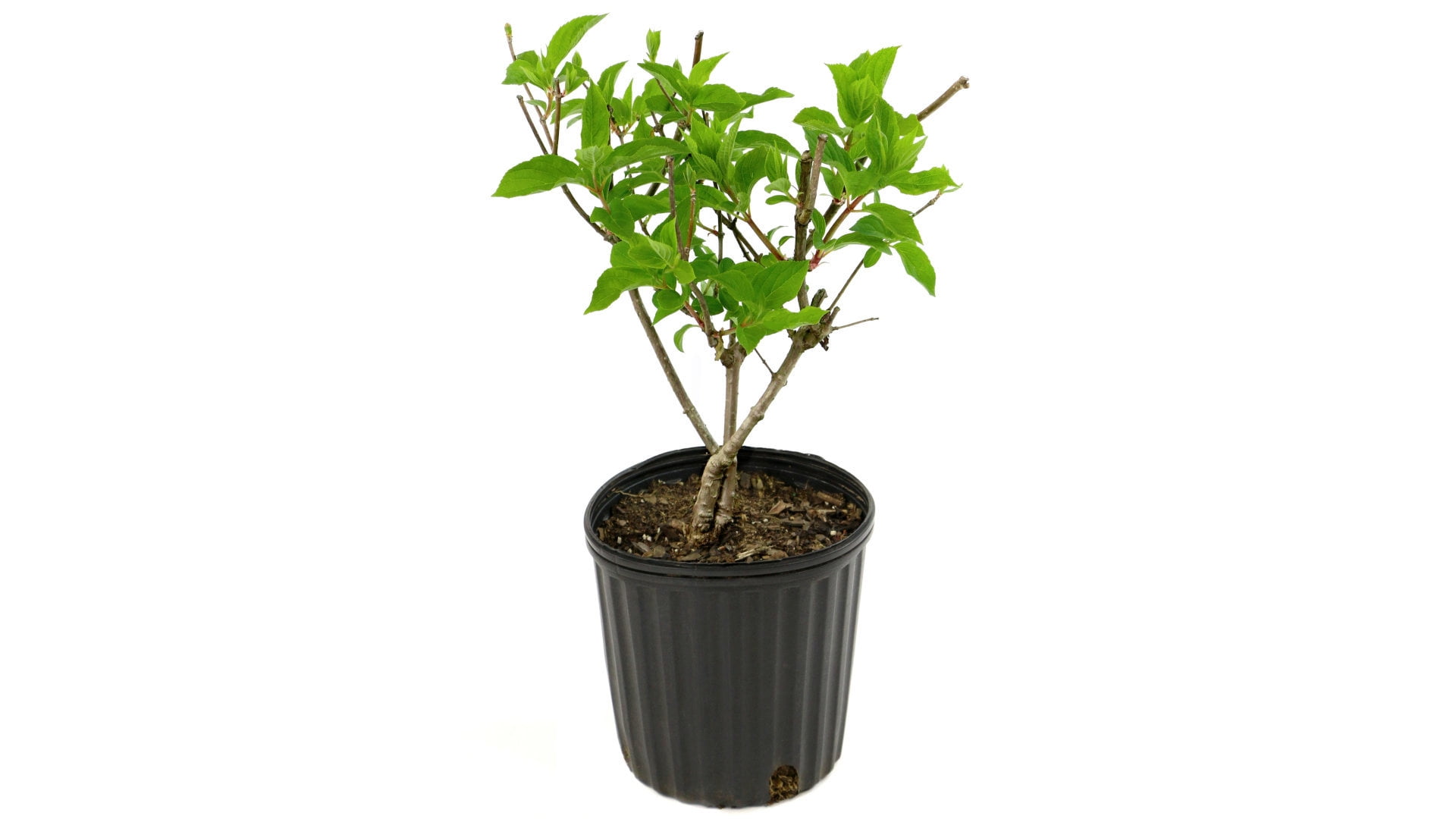 2G Hydrangea Berry White Live Shrub with Full Sun - 1 Piece