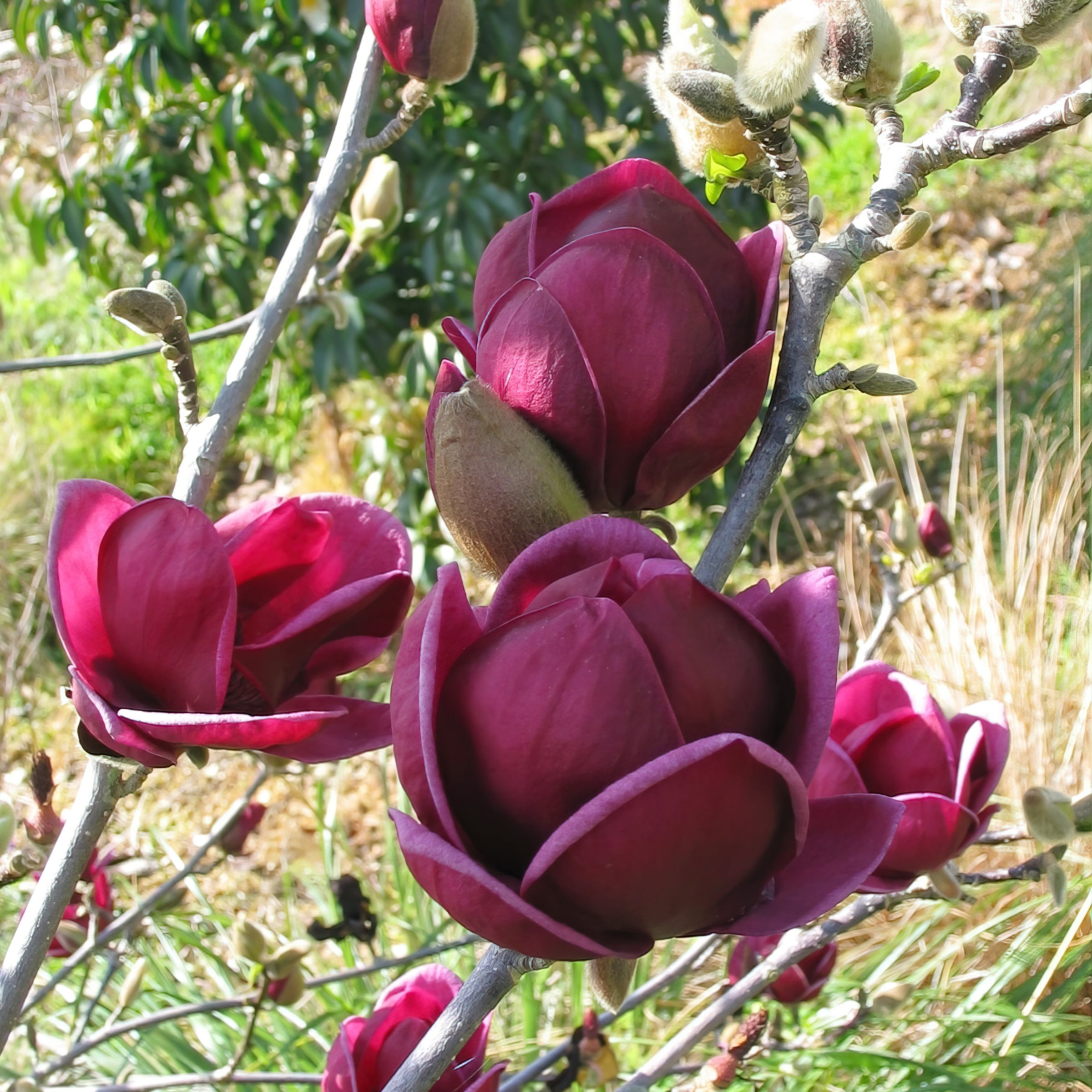 2G Magnolia Genie Live Deciduous Tree with Full Sun in Grower Container ...