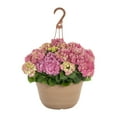 Better Homes & Gardens 2Gal Pink Hydrangea Perennial Plant Hanging