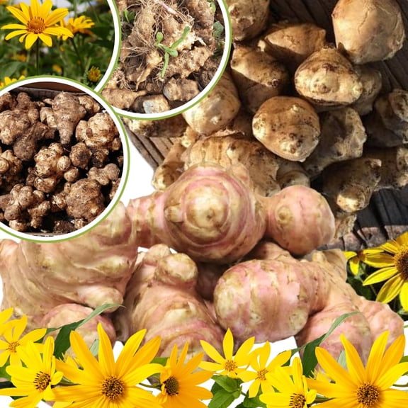 2Lb Jerusalem Artichoke Tubers for Planting, Sunroots Sunchokes Live Roots, Grow Fresh Artichoke Roots Outdoors