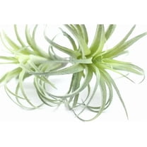 hanging plant containers indoor Mini Hanging Planter