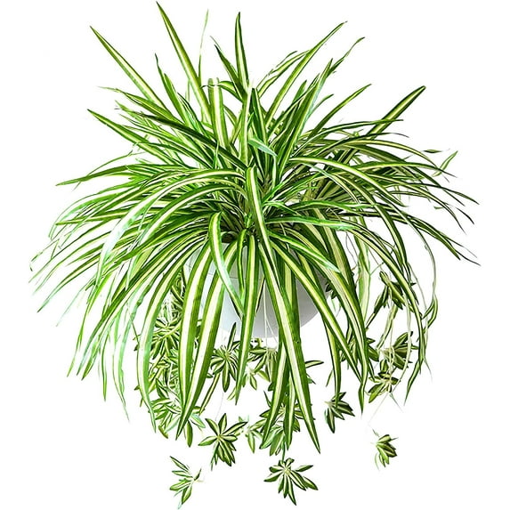 2PCS Artificial Hanging Plants Fake Spider Plants Fake Silk Chlorophytum Wall Hanging Plants for Wall Indoor Outdoor Decor