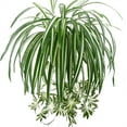 thumbnail image 1 of 2PCS Plastic Artificial Spider Plant Fake Silk Plant Faux Greenery Home Wedding Indoor Outdoor Decor, 1 of 6