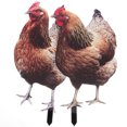 thumbnail image 1 of HEALEEP Backyard Garden Decor Acrylic Multi Colored 2Pcs 13.8X6.9X0.1In, 1 of 7
