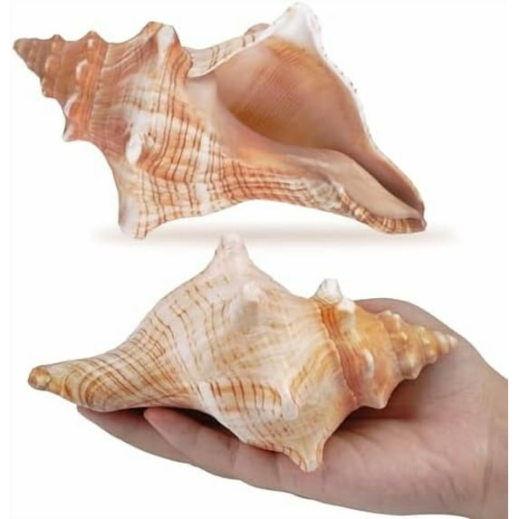 2Pcs Medium Large Conch Shell, Striped Fox Conch Seashell 5 inches ...