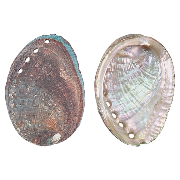 2Pcs Natural Abalone Shell Display Decorations Home Decorations Shell Shape Colorful 103~104x66~73x20~21mm diy