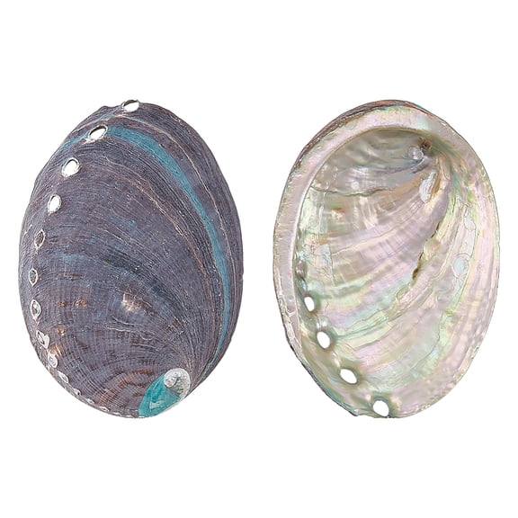 2Pcs Natural Abalone Shell Display Decorations Home Decorations Shell Shape Colorful 116~117x84~85x22~25mm
