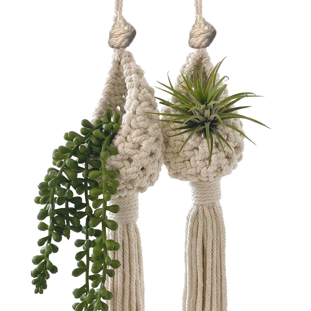 potted indoor plant ZZ Plant - Large (2-3' tall) Cement Grey Planter