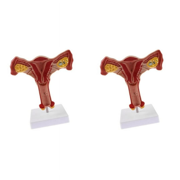 2X 1:1 Human Female Uterus Ovary Fallopian Tubes Model Anatomical Human Anatomy Model Teaching Tools