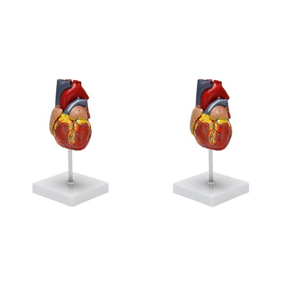 2X 1: 1 Human Heart Model, Anatomically Accurate Heart Model Life Size Human Skeleton Anatomy