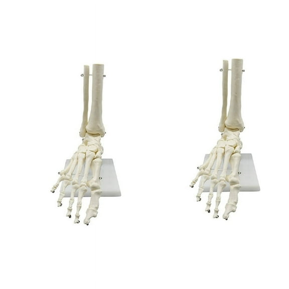 2X 1:1 Human Skeleton Foot Anatomy Model Foot and Ankle with Anatomical Model Anatomy Teaching Resources