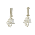 2X 11 Human Skeleton Foot Anatomy Model Foot and Ankle with Anatomical