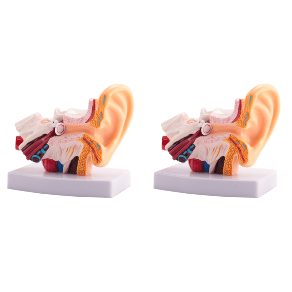 2X 1.5 Times Human Ear Anatomy Model Showing Organs Structure of the Central and External Ears Teaching Supplies