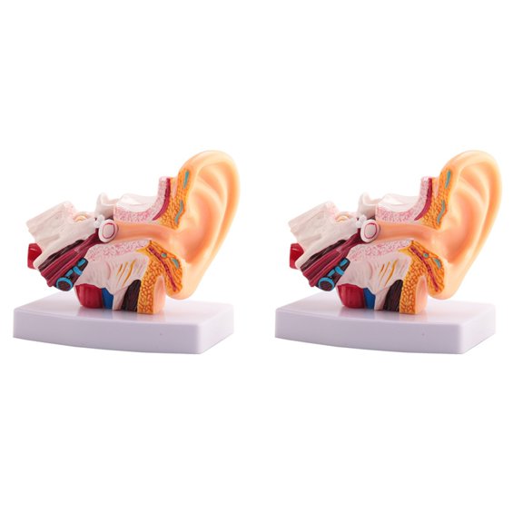 2X 1.5 Times Human Ear Anatomy Model Showing Organs Structure of the Central and External Ears Teaching Supplies
