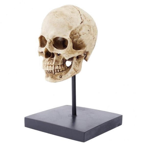 2X 10x10x10.3cm statue skull modal head figure statue decoration