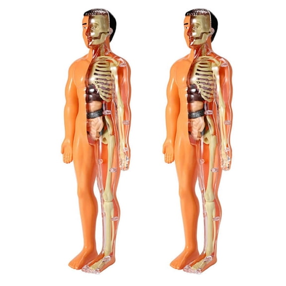 2X 3D Human Body Anatomy Model Children Plastic DIY Skeleton Toy Science Early Learning Aids Educational Toys