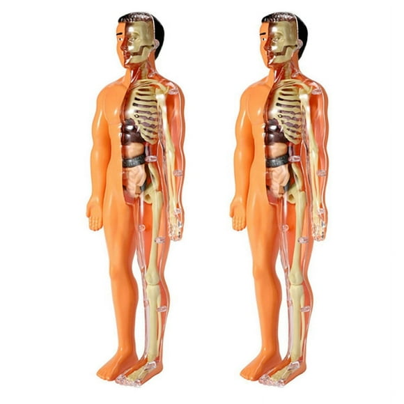 2X 3D Human Body Anatomy Model Children Plastic DIY Skeleton Toy Science Early Learning Aids Educational Toys
