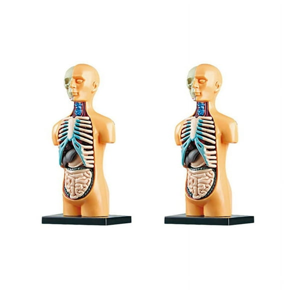 2X 3D Removable Anatomical Human Torso Body Model for Education Toy Human Body Structure Teaching for Child Kid Student