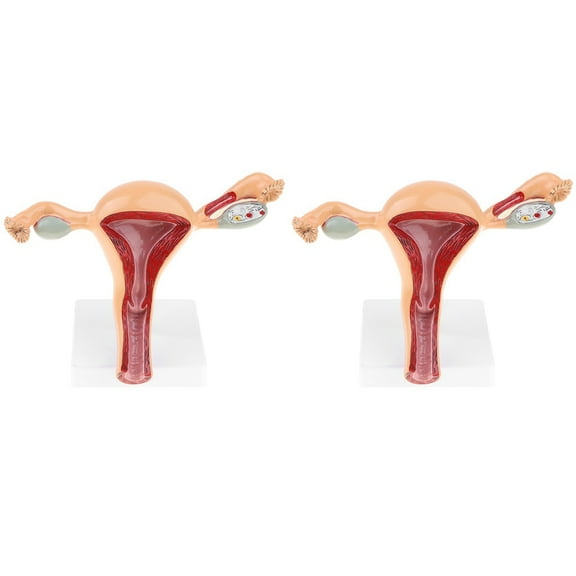 2X Anatomic Model of Female Reproductive Organ Uterus Vagina Female Womb Model Human Anatomy Model Teaching Tools